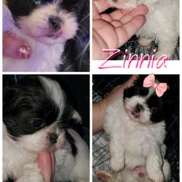 Shih Tzu Puppies from Cutie Pie Shih Tzu