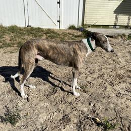 Figaro - Greyhound