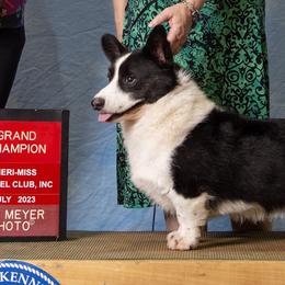 Cardigan Welsh Corgis from Pondside Kennels