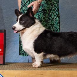 Cardigan Welsh Corgis from Pondside Kennels