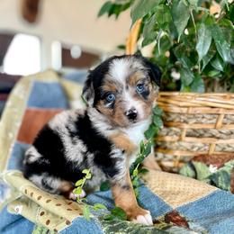 Brother - Blue merle male Assorted Doodle Crosses puppy in Randolph, Utah from Dry Canyon Pups