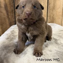 Maroon HC - Liver female German Shepherd puppy in Terra Alta, West Virginia from Shepherd Country Farm and Kennels