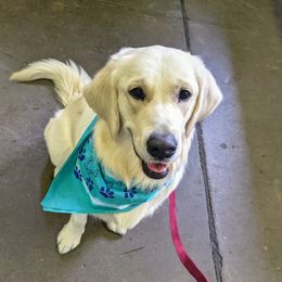 Goldendoodle and Golden Retriever Puppies from Goldens and Doodles of MN