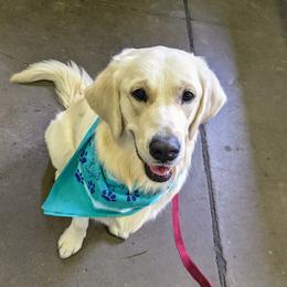 Goldendoodle and Golden Retriever Puppies from Goldens and Doodles of MN