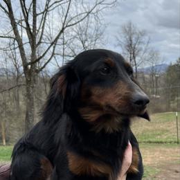 Bear - Dachshund
