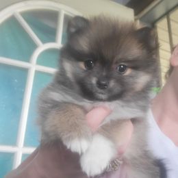 Pomeranian Puppies from Mother of Poms