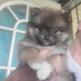 Pomeranian Puppies from Mother of Poms