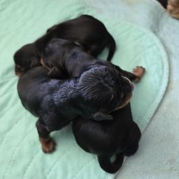 Puppy A - Black and tan female Cavalier King Charles Spaniel puppy in Moriarty, New Mexico from Cedar Mountain Hounds