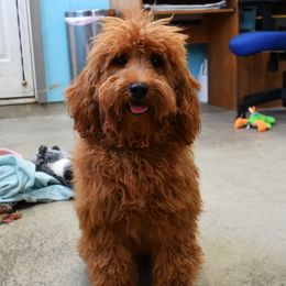 Kirby - Goldendoodle