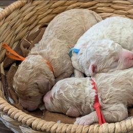 Boy 2 - Cream male Goldendoodle puppy in Cambridge, Minnesota from Country Meadow Doodles