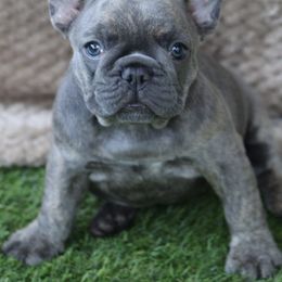 French Bulldog Puppies from 609 Frenchies