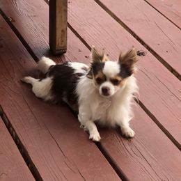 Peanut - Chihuahua