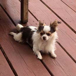 Peanut - Chihuahua