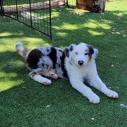 Pickle - Blue merle male Border Collie puppy in Morgan, Texas from Shooting Star Ranch