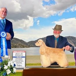 Prince - Cocker Spaniel