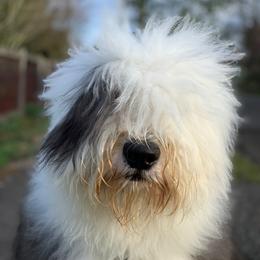 Arlo - Old English Sheepdog