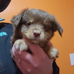Miniature Australian Shepherd and Toy Australian Shepherd Puppies from TWO ACRE HILLS