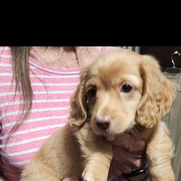 Frisky - Cream male Dachshund puppy in Piqua, Ohio from Happy Tails Doxie's