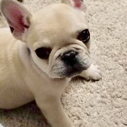 French Bulldog and Rottweiler Puppies from Starkhaus Rottweilers