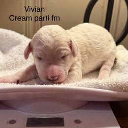 Vivian - Parti female Poodle puppy in Washington, Pennsylvania from Patriotic Poodles