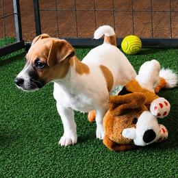 Boy 1 - male Jack Russell Terrier puppy in Cleburne, Texas from Jordan's Shorty Jacks