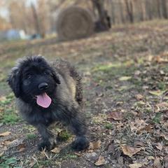 Watchamacallit - Brindle male Bouvier des Flandres puppy in Drury, Missouri from Black Bears Critters