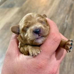 Hazel - Tri-color female Cavapoo puppy in Columbia, Missouri from Jorden’s Cavapoo’s