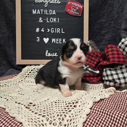 4 pink collar girl - Black and tan female Pembroke Welsh Corgi puppy in Harrisburg, Illinois from Parish Corgis