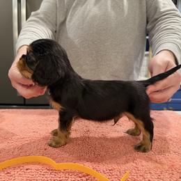Caleb - Yellow Boy - Black and tan male Cavalier King Charles Spaniel puppy in Little Rock, Arkansas from Montra Japanese Chin & Cavalier King Charles Spaniels