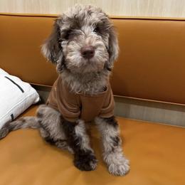 Labradoodle Puppies from Raising Doodles