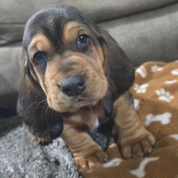 Flash - 2 purple collar - Black and brown male Basset Hound puppy in Moore, Oklahoma from Boomer Basset Hound Babies