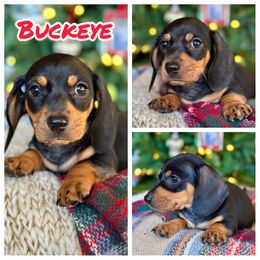 Buckeye AKA: Blackberry - Black and tan male Dachshund puppy in Florida from Niki Humphries' Dachshunds