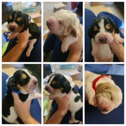 Basset Hound Puppies from Pride Rock Basset Hounds