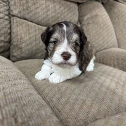 Toffee - Parti male Miniature Schnauzer puppy in Plaucheville, Louisiana from Honey Doux Southern Paws