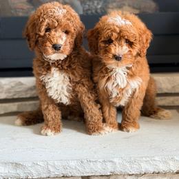 Bernedoodle puppies from Crimson Curl Doodles