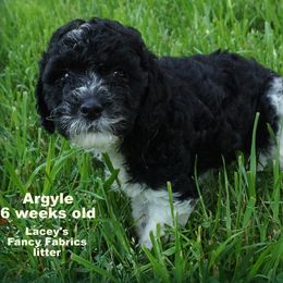 Goldendoodle Puppies from Music City Goldendoodles
