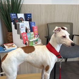 Fever (read bio) - White and red female Italian Greyhound puppy in Bedford, Texas from Nariba Kennels