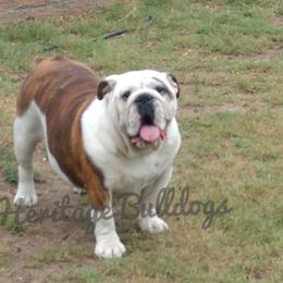 Beanie - Bulldog