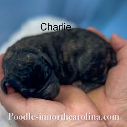 Charlie - Sable male Poodle puppy in Greenville, North Carolina from Grace Poodles