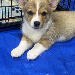 JD - Sable and white male American Corgi puppy in Brownstown, Indiana from Brave Country Kennels