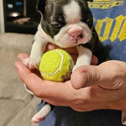 Boston Terrier Puppies from Little Daemons Boston Terriers