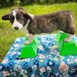 Boy 4 - Black and white male Cardigan Welsh Corgi puppy in Natchitoches. La, Louisiana from Bleu Bayou Corgis