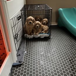Goldendoodle Puppies from JEM’s doodles