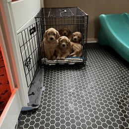 Goldendoodle Puppies from JEM’s doodles