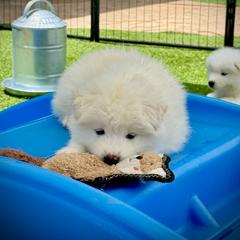 Red Boy - White male Samoyed puppy in Fallbrook, California from DelMar Dreams Samoyeds