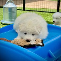 Red Boy - White male Samoyed puppy in Fallbrook, California from DelMar Dreams Samoyeds