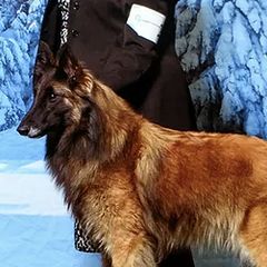 Belgian Sheepdogs and Belgian Tervuren from Kristi Schreiber's Belgian Sheepdogs & Belgian Tervurens