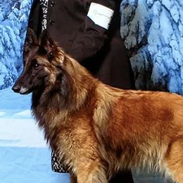Belgian Sheepdogs and Belgian Tervuren from Kristi Schreiber's Belgian Sheepdogs & Belgian Tervurens