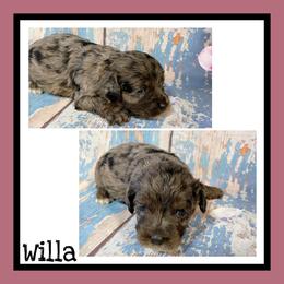 Willa - Blue roan female Cockapoo puppy in Lebanon, Missouri from Cobbs Creek Canines