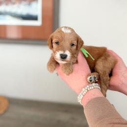 Flint - Apricot male Goldendoodle puppy in Billings, Montana from Montana Raised Doodles